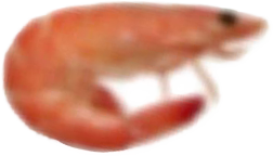 shrimp