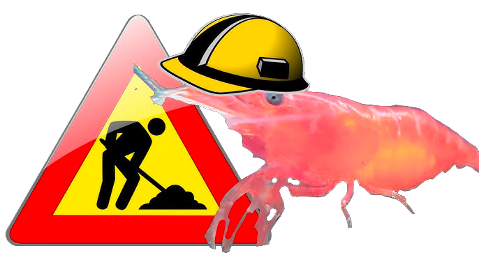 shrimp builder